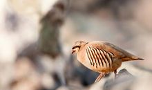 鸡、鸡蛋、石鸡