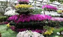 以龙文化为主题的作文