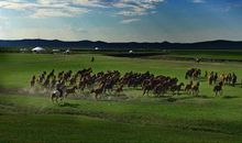 在绿色的原野上