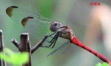 美丽的红蜻蜓