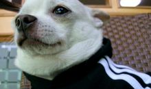 傻胖狗和小瘦猫