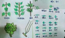 我喜爱的两种植物和它们的故事