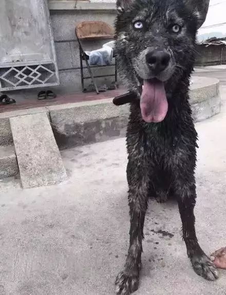 我的小狗-小黑
