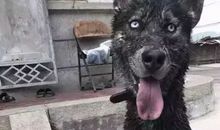 我家的小狗——小黑