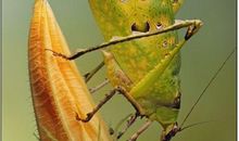 一只蚱蜢给我的启示