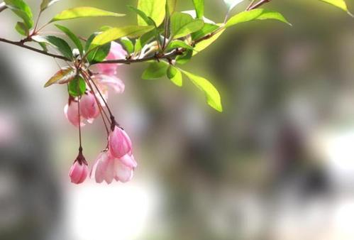 花开在春天