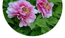 我的妈妈很爱花