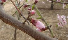 下辈子做一棵桃树