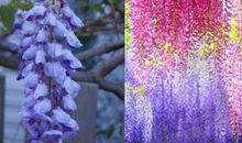 带着情怀，我们去看紫藤萝