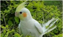 我的伙伴一撮毛