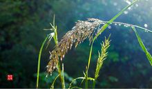 我想变成一棵小草