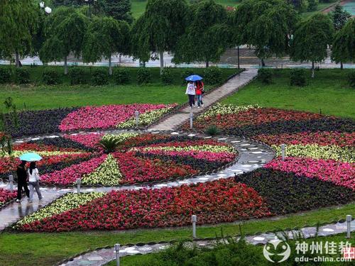 我们学校的小花坛