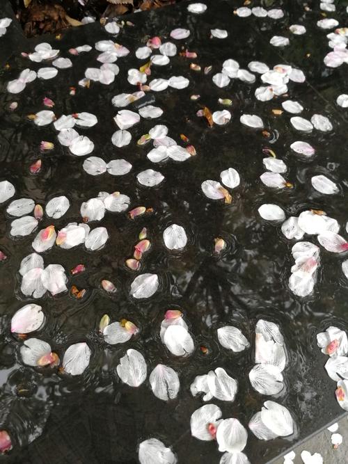 最后的花瓣