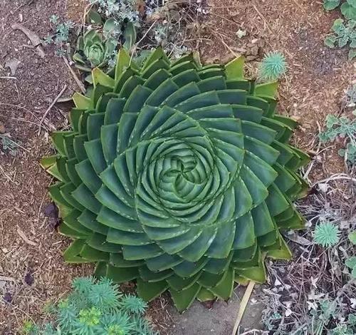 发现-“植物”之美