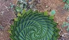 发现——“植物”之美