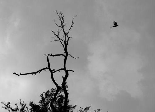 成为“家”的感觉