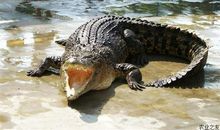 介绍鳄鱼
