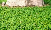 我是一颗小小的石子