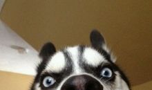 我家的“捣蛋鬼”