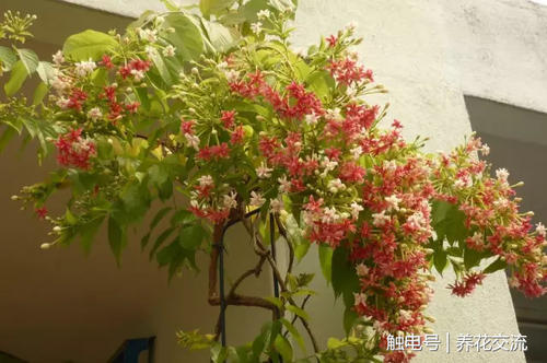 使绅士芬芳