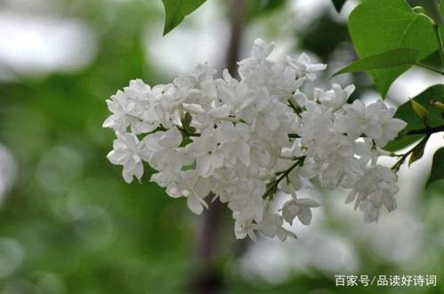 紫香支