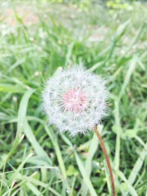 掉落蒲公英的过程
