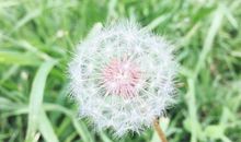 一朵蒲公英飘落的过程