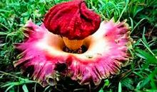 乡下的那一朵花