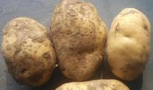 家乡的特产土豆