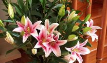 校园里的百合花