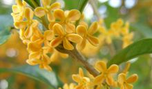 那时，傍晚的桂花香