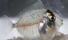 一条想不开的鱼