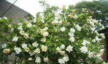 留在心中的那份栀子花香