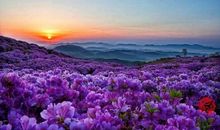 有宽容才有真正的美丽