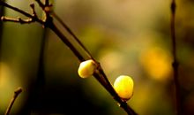 黄梅花开少年时