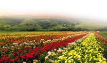 什么滋润了我的心田