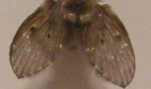 冬天里的小飞虫