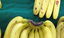 我最喜欢的香蕉