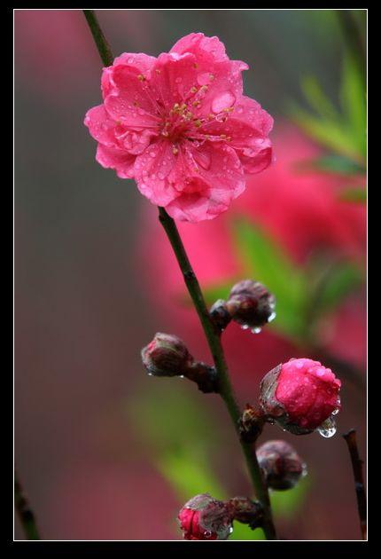 春雨桃花开