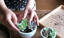 奇妙的多肉植物