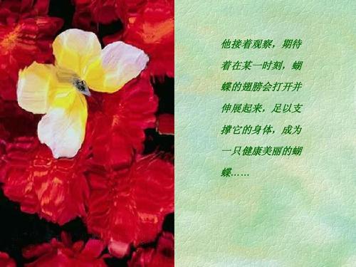 蝴蝶的灵感