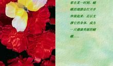 蝴蝶给予我的启示