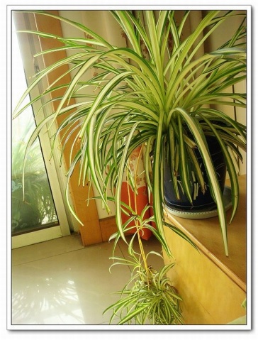 我最喜欢的蜘蛛植物