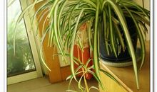 我最喜欢的吊兰