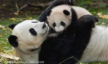 我爱国宝大熊猫