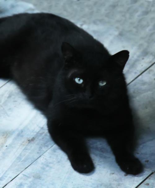 野猫