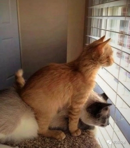 好奇心杀死了猫