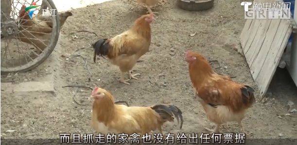 抓鸡