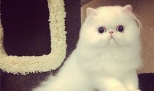 第一宠物——猫