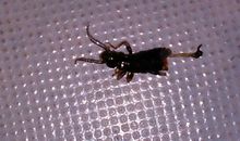 我家的三条“虫”